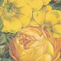Yellow Roses Italian Paper ~ Tassotti